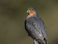Sparrowhawk (m)