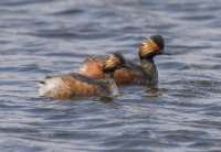 Black-Necked-Grebes