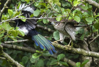 Sparrowhawk (f)
