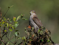 Sparrowhawk (f)