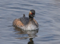 Black-Necked-Grebe