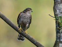 Sparrowhawk (f)