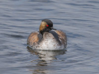 Black-Necked-Grebe
