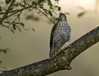Sparrowhawk (f)
