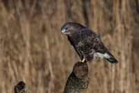 Buzzard