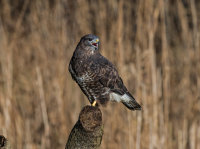 Buzzard