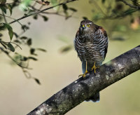 Sparrowhawk (f)