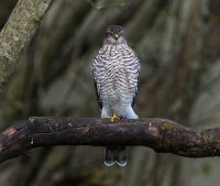 Sparrowhawk (f)