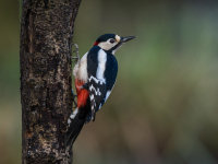 Great-spotted-Woodpecker (m)