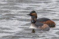 Black-Necked-Grebes