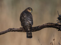 Sparrowhawk (f)