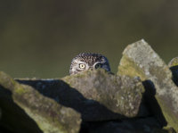 Little-Owl