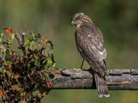 Sparrowhawk (f)