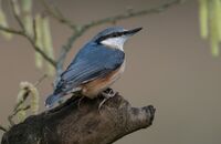 Nuthatch