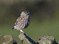 Little-Owl