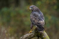 Buzzard