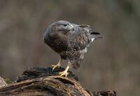 Buzzard