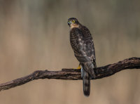 Sparrowhawk (f)