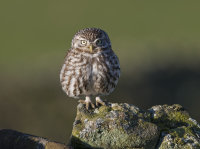 Little-Owl