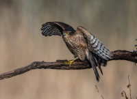 Sparrowhawk (f)
