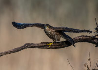 Sparrowhawk (f)