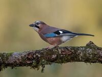 Jay