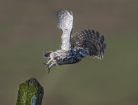 Little-Owl