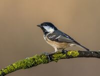 Coal-Tit