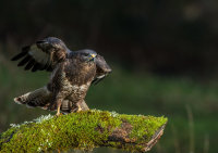 Buzzard