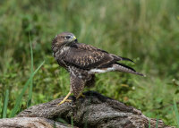 Buzzard (juv)