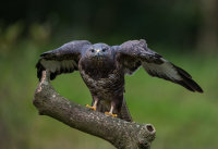 Buzzard
