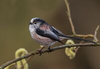 Long-tailed-Tit