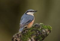 Nuthatch
