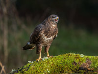 Buzzard