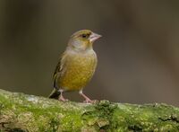 Greenfinch (m)