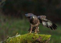Buzzard
