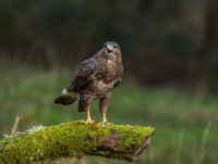 Buzzard