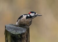 Great-spotted-Woodpecker (m)