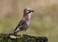 Jay