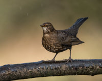 Blackbird (f)