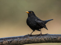 Blackbird (m)