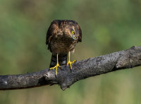 Sparrowhawk (f)