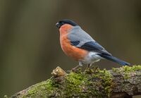 Bullfinch (m)