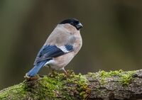Bullfinch (f)
