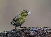 Siskin (m)