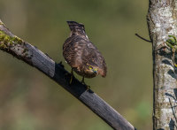 Sparrowhawk (f)