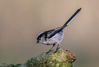 Long-tailed-Tit