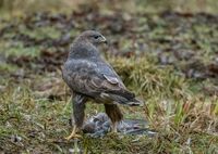 Buzzard