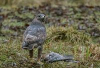 Buzzard