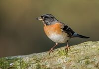 Brambling (m)